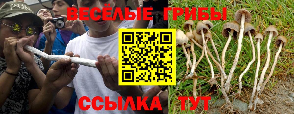 Псилоцибиновые грибы Psilocybine cubensis Лиски